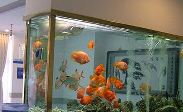 涇河新城廚衛(wèi)寶臻品水族館（涇河新城廚衛(wèi)寶臻品水族館電話）