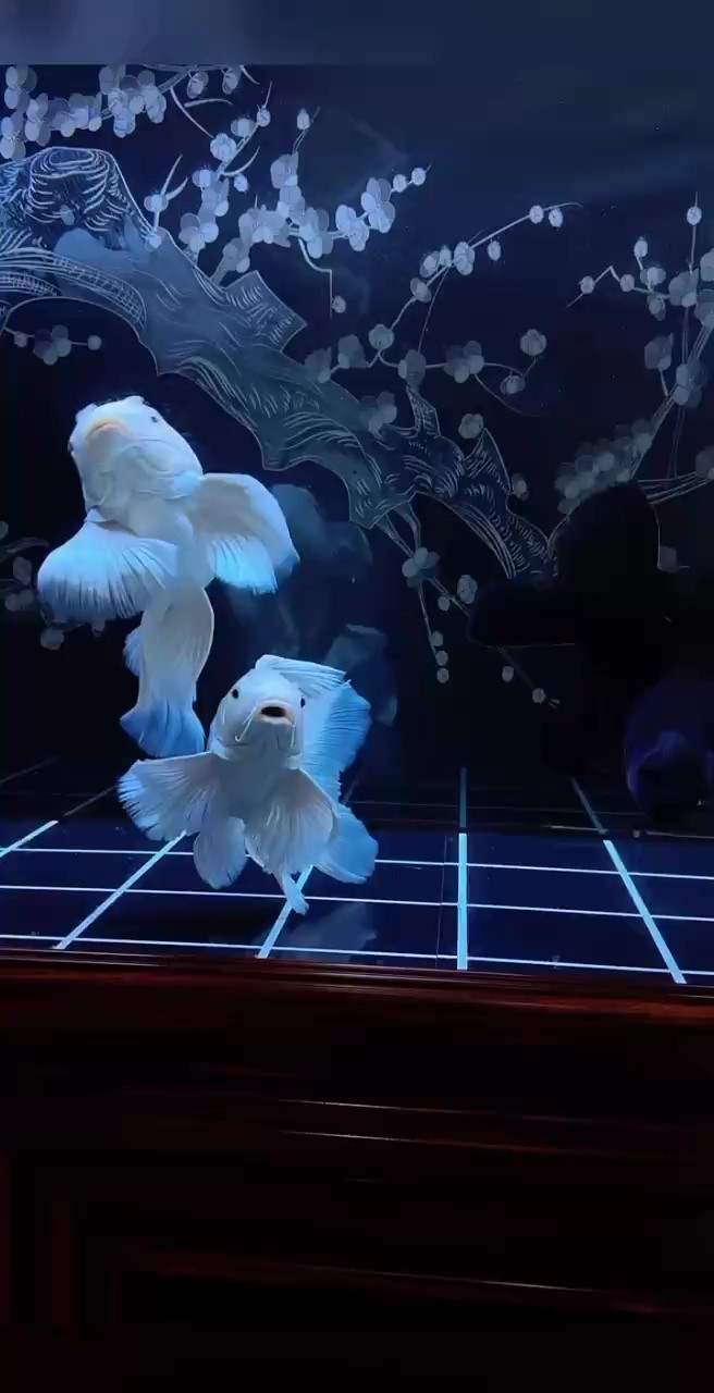 陰天，適合喝茶賞魚(yú)