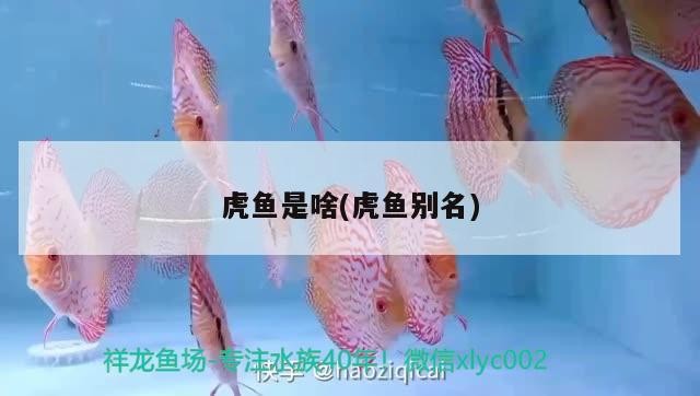 虎魚是啥(虎魚別名)