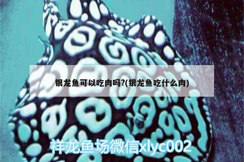 銀龍魚可以吃肉嗎?(銀龍魚吃什么肉)