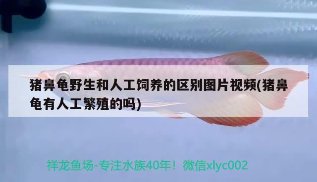 豬鼻龜野生和人工飼養的區別圖片視頻(豬鼻龜有人工繁殖的嗎)
