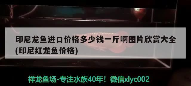 印尼龍魚進口價格多少錢一斤啊圖片欣賞大全(印尼紅龍魚價格)