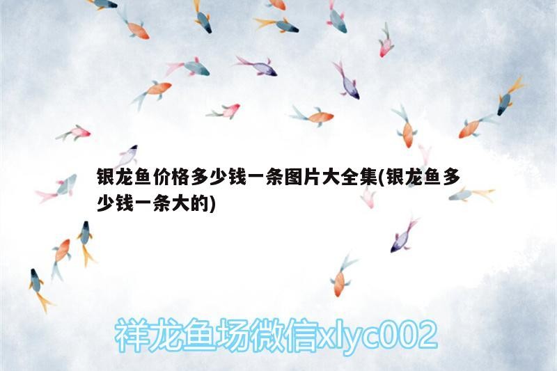 銀龍魚(yú)價(jià)格多少錢一條圖片大全集(銀龍魚(yú)多少錢一條大的)