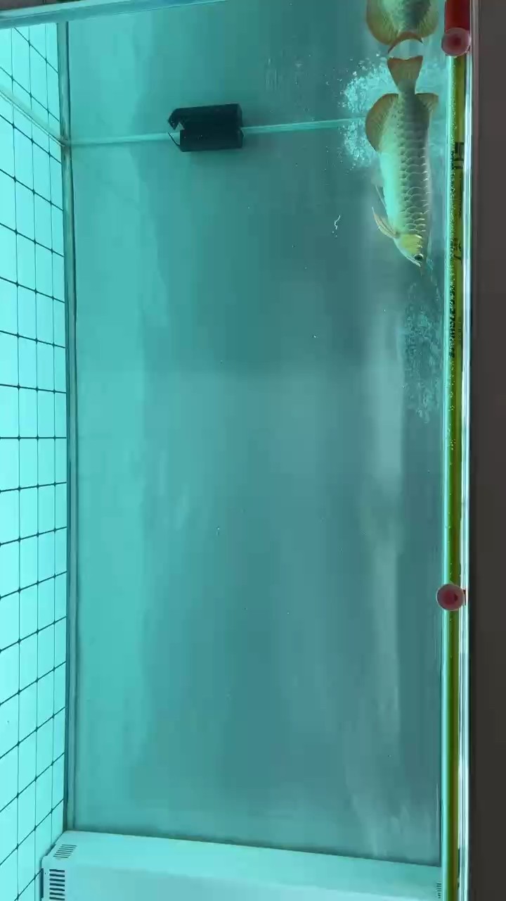 白缸走起