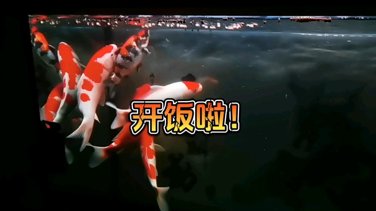 開飯啦，好運錦鯉！