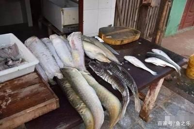國(guó)內(nèi)最大的龍魚(yú)市場(chǎng)是哪里