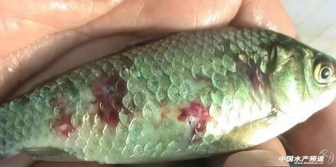 龍魚發炎用什么藥