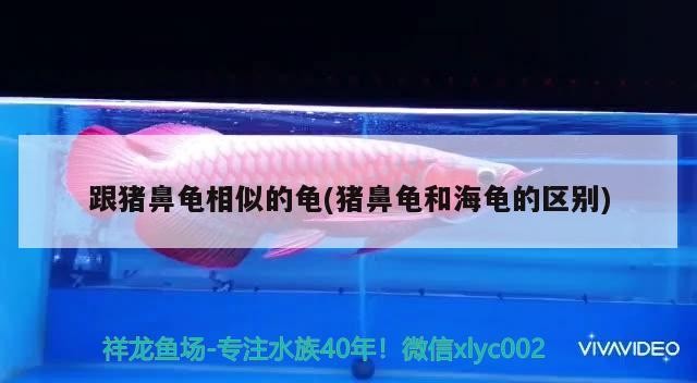 跟豬鼻龜相似的龜(豬鼻龜和海龜的區別)