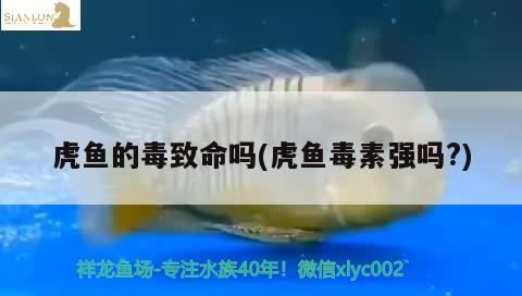 虎魚的毒致命嗎(虎魚毒素強嗎?)