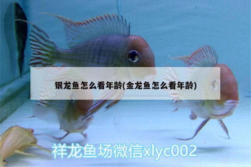 銀龍魚(yú)怎么看年齡(金龍魚(yú)怎么看年齡)