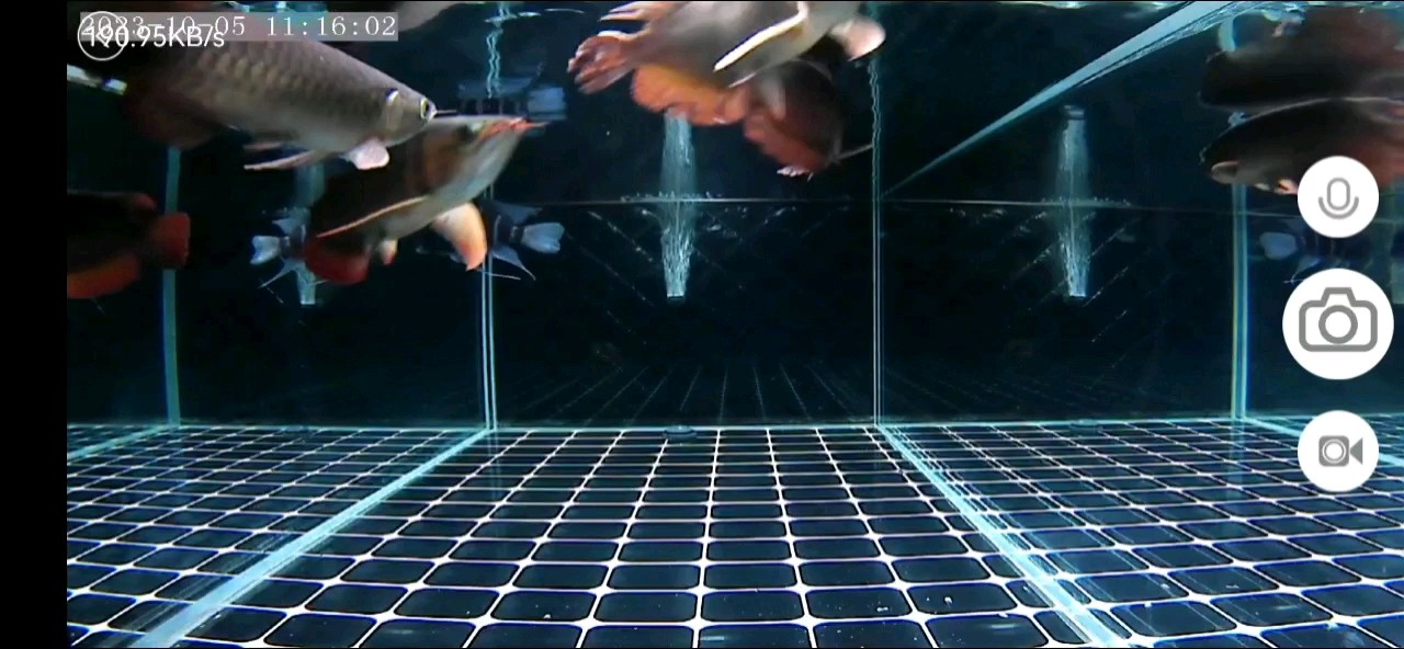 混養(yǎng)開(kāi)始