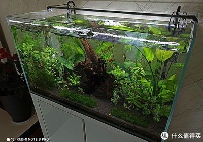 大魚缸適合造景嗎：魚缸造景的發(fā)展歷程魚缸造景的發(fā)展歷程魚缸造景技巧