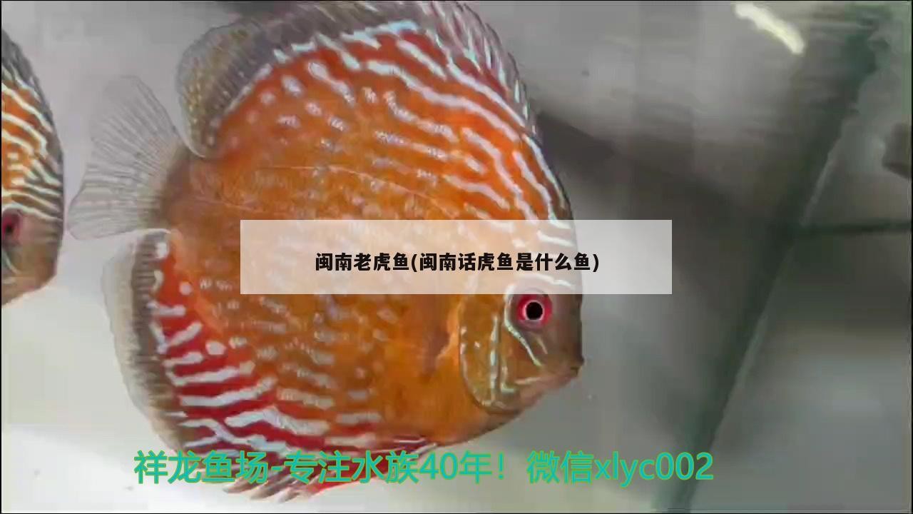 閩南老虎魚(閩南話虎魚是什么魚)