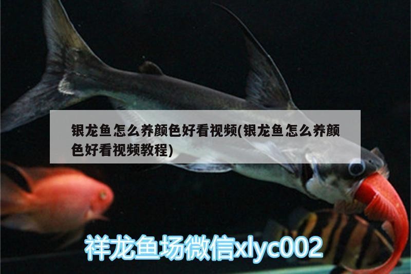 銀龍魚怎么養顏色好看視頻(銀龍魚怎么養顏色好看視頻教程)