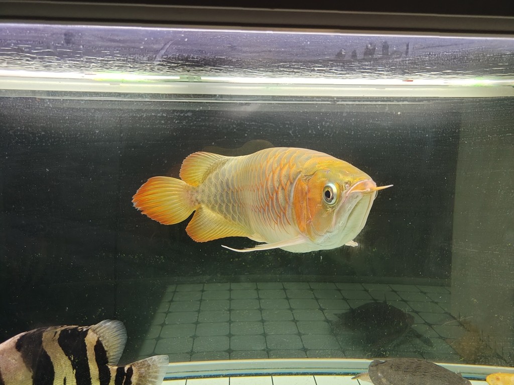 2023年9月28號（農歷八月十四）晚上9點零7分，龍魚撞缸暴斃而亡（從開始撞缸到翻肚短短十分鐘），當天下午六點回老家準備過十五，晚上九點龍魚翻肚，到了十六晚上回家才發現已經泡爛了，在樓下樹旁邊挖了個小坑土埋了。從30公分多點點開始養，共飼養2年零212天。這是最后一次拍的照片，雖有不舍但終有分離，留貼紀念