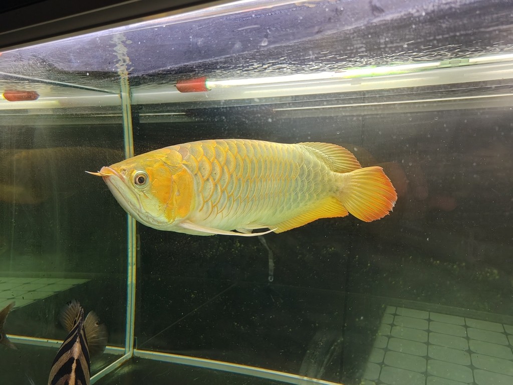 2023年9月28號（農歷八月十四）晚上9點零7分，龍魚撞缸暴斃而亡（從開始撞缸到翻肚短短十分鐘），當天下午六點回老家準備過十五，晚上九點龍魚翻肚，到了十六晚上回家才發現已經泡爛了，在樓下樹旁邊挖了個小坑土埋了。從30公分多點點開始養，共飼養2年零212天。這是最后一次拍的照片，雖有不舍但終有分離，留貼紀念