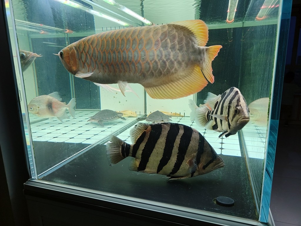 2023年9月28號（農歷八月十四）晚上9點零7分，龍魚撞缸暴斃而亡（從開始撞缸到翻肚短短十分鐘），當天下午六點回老家準備過十五，晚上九點龍魚翻肚，到了十六晚上回家才發現已經泡爛了，在樓下樹旁邊挖了個小坑土埋了。從30公分多點點開始養，共飼養2年零212天。這是最后一次拍的照片，雖有不舍但終有分離，留貼紀念