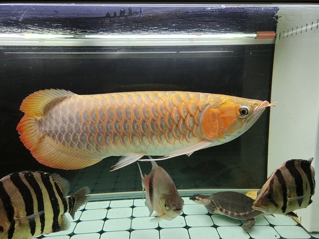 2023年9月28號（農歷八月十四）晚上9點零7分，龍魚撞缸暴斃而亡（從開始撞缸到翻肚短短十分鐘），當天下午六點回老家準備過十五，晚上九點龍魚翻肚，到了十六晚上回家才發現已經泡爛了，在樓下樹旁邊挖了個小坑土埋了。從30公分多點點開始養，共飼養2年零212天。這是最后一次拍的照片，雖有不舍但終有分離，留貼紀念