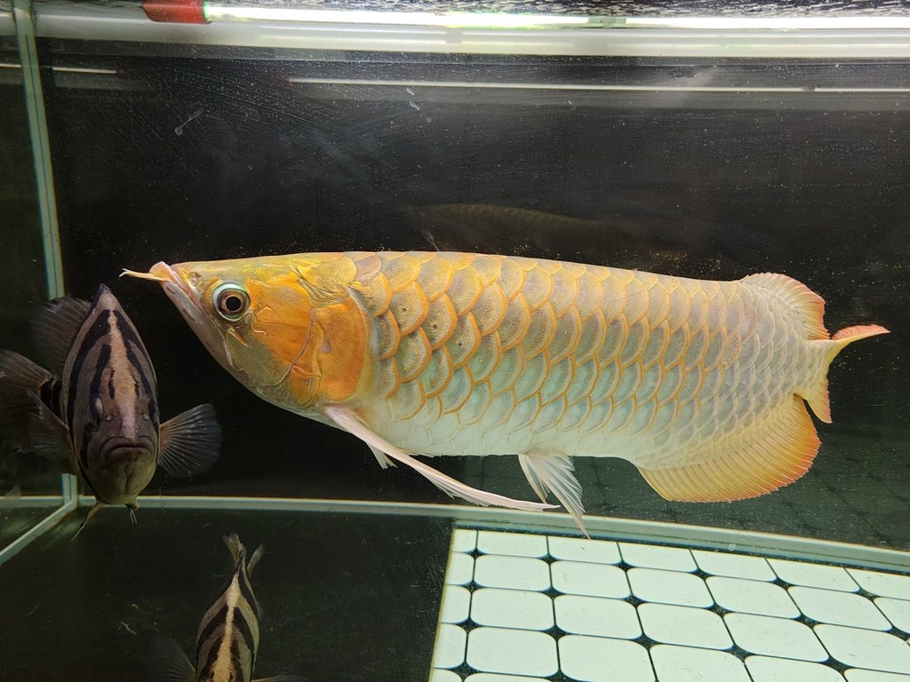 2023年9月28號（農歷八月十四）晚上9點零7分，龍魚撞缸暴斃而亡（從開始撞缸到翻肚短短十分鐘），當天下午六點回老家準備過十五，晚上九點龍魚翻肚，到了十六晚上回家才發現已經泡爛了，在樓下樹旁邊挖了個小坑土埋了。從30公分多點點開始養，共飼養2年零212天。這是最后一次拍的照片，雖有不舍但終有分離，留貼紀念