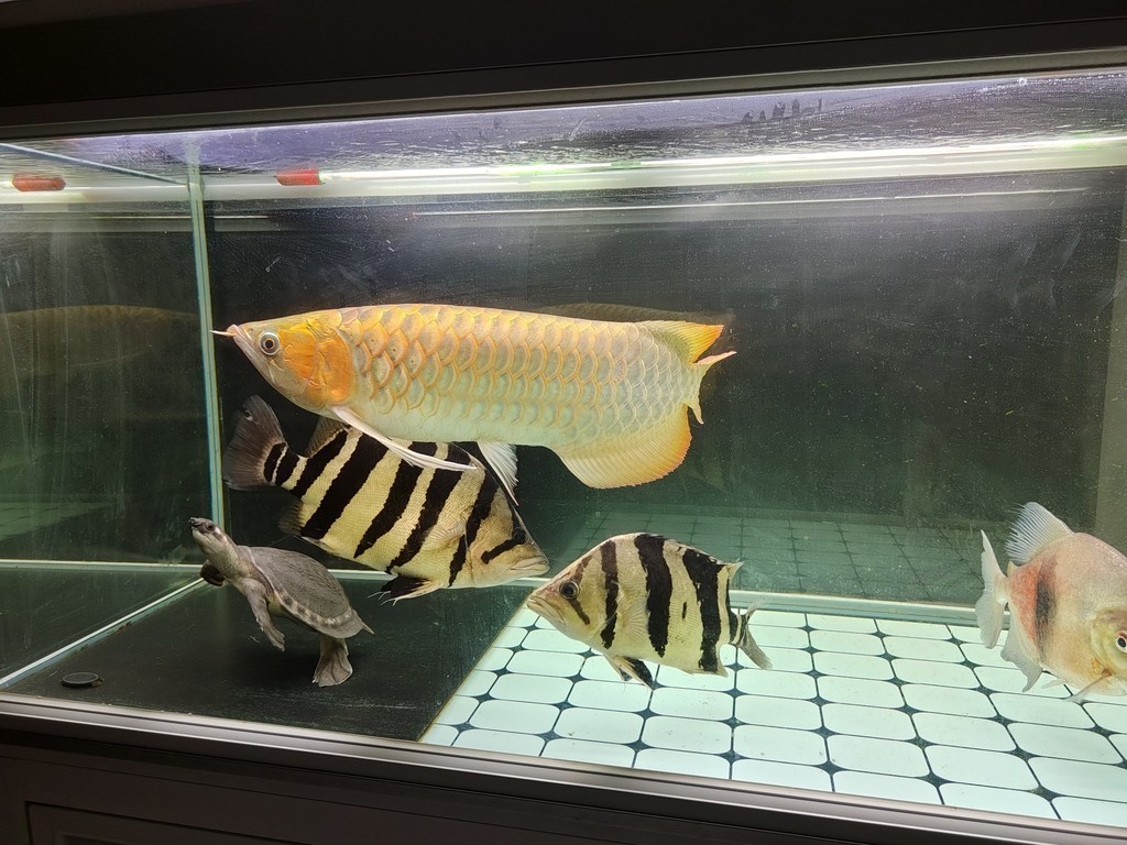 2023年9月28號（農歷八月十四）晚上9點零7分，龍魚撞缸暴斃而亡（從開始撞缸到翻肚短短十分鐘），當天下午六點回老家準備過十五，晚上九點龍魚翻肚，到了十六晚上回家才發現已經泡爛了，在樓下樹旁邊挖了個小坑土埋了。從30公分多點點開始養，共飼養2年零212天。這是最后一次拍的照片，雖有不舍但終有分離，留貼紀念