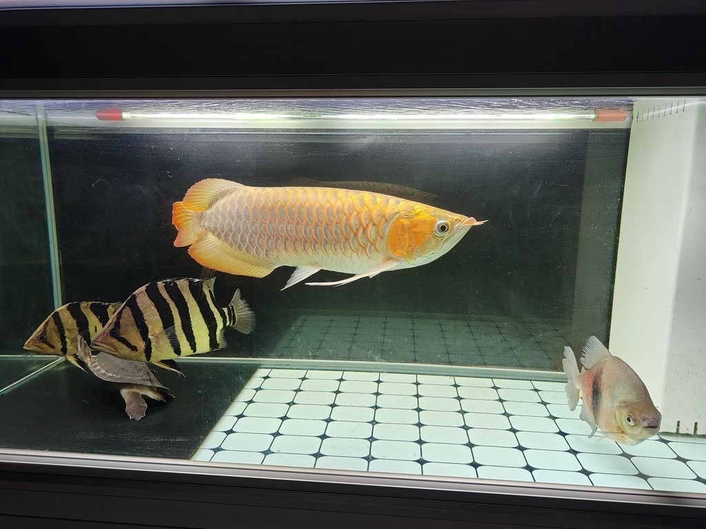 2023年9月28號（農歷八月十四）晚上9點零7分，龍魚撞缸暴斃而亡（從開始撞缸到翻肚短短十分鐘），當天下午六點回老家準備過十五，晚上九點龍魚翻肚，到了十六晚上回家才發現已經泡爛了，在樓下樹旁邊挖了個小坑土埋了。從30公分多點點開始養，共飼養2年零212天。這是最后一次拍的照片，雖有不舍但終有分離，留貼紀念