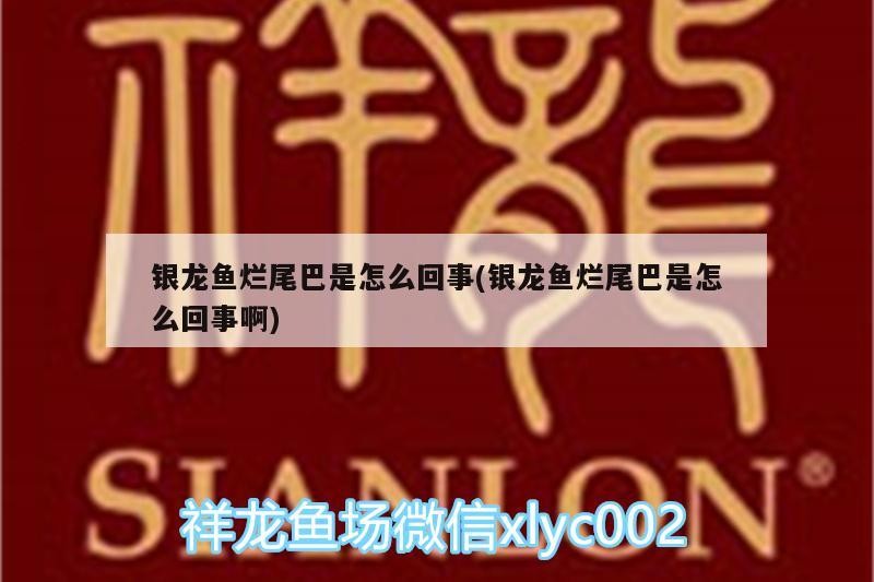 銀龍魚(yú)爛尾巴是怎么回事(銀龍魚(yú)爛尾巴是怎么回事啊)