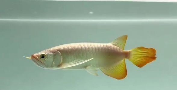 紅龍魚最好的品種在哪里賣出去的：紅龍魚最佳品種及其市場價值分析