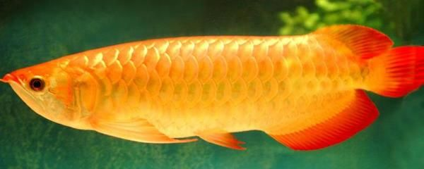 紅龍魚(yú)金龍魚(yú)雜交：紅龍魚(yú)與金龍魚(yú)雜交實(shí)驗(yàn)在水族界引起了廣泛關(guān)注