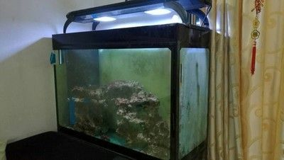 龍魚吃食老是咀嚼不吞食