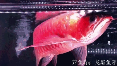 怎么促進紅龍發色