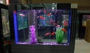 大瀝哪里有魚缸買賣：大瀝地區(qū)幾個(gè)可能的魚缸買賣