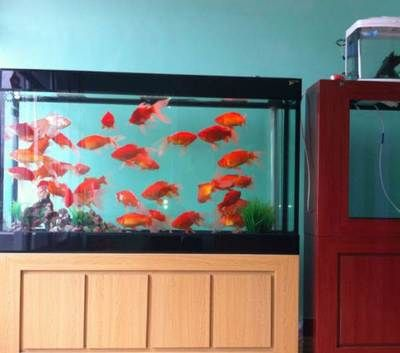 大瀝哪里有魚缸買賣：大瀝地區(qū)幾個(gè)可能的魚缸買賣