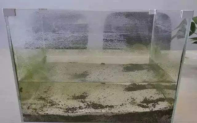 布景魚缸怎么清理水垢：布景魚缸如何清理水垢？