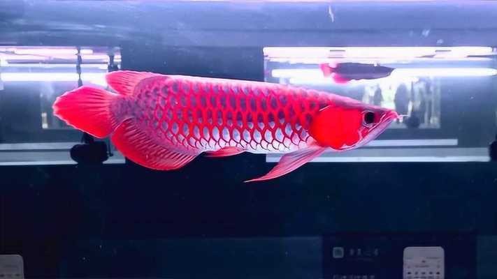 廣州食品批發(fā)市場規(guī)模（廣州金龍魚批發(fā)市場營業(yè)時間表）