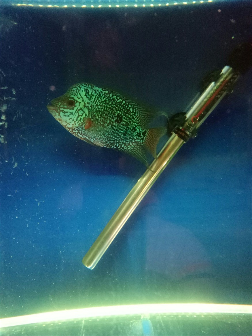 這魚是不是廢了？