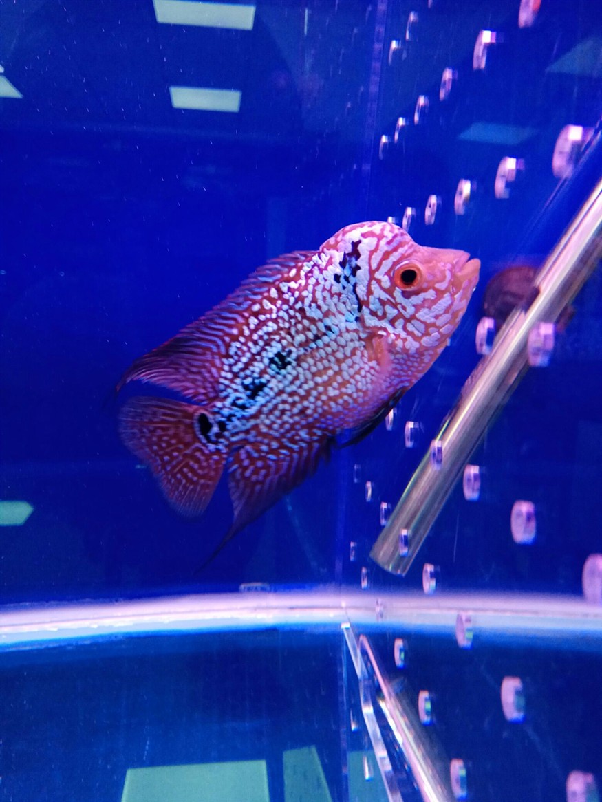 這魚是不是廢了？