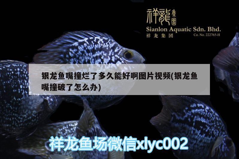 銀龍魚嘴撞爛了多久能好啊圖片視頻(銀龍魚嘴撞破了怎么辦) 銀龍魚嘴撞爛了多久能好啊圖片視頻(銀龍魚嘴撞破了怎么辦) 銀龍魚百科