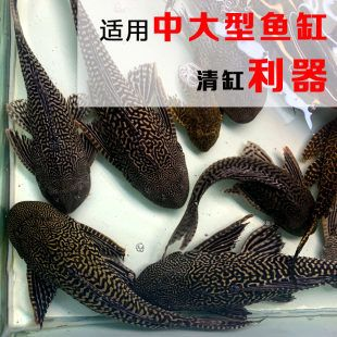 除了清道夫還有什么魚能清潔魚缸：清潔魚缸底沙清潔魚缸底沙清潔魚缸底沙清潔魚缸底沙