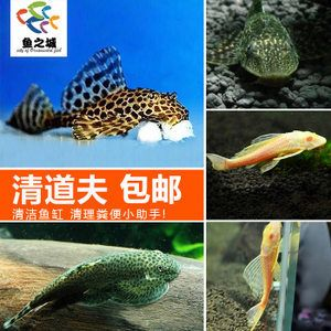 除了清道夫還有什么魚能清潔魚缸：清潔魚缸底沙清潔魚缸底沙清潔魚缸底沙清潔魚缸底沙