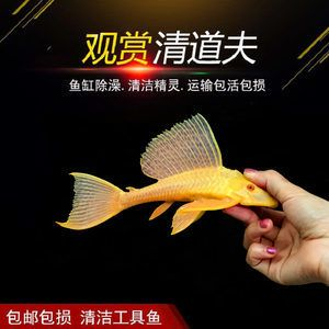 除了清道夫還有什么魚能清潔魚缸：清潔魚缸底沙清潔魚缸底沙清潔魚缸底沙清潔魚缸底沙