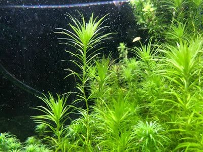 北美風(fēng)魚(yú)缸造景效果圖：北美風(fēng)格的魚(yú)缸造景強(qiáng)調(diào)模擬加拿大北部針葉林景觀