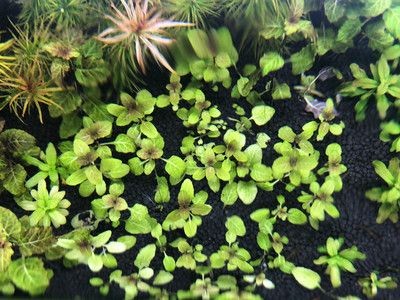 北美風魚缸造景效果圖：北美風格的魚缸造景強調模擬加拿大北部針葉林景觀