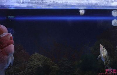 虎魚吃魚糧嗎會(huì)死嗎：虎魚吃魚糧會(huì)死嗎