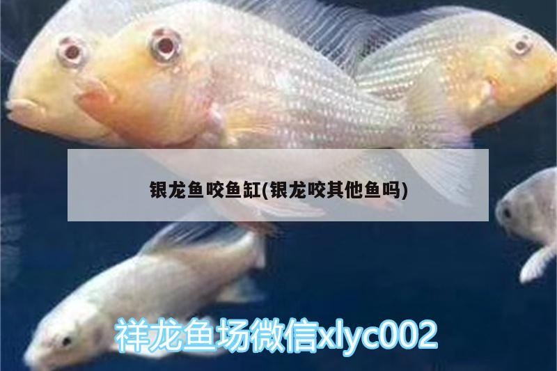 銀龍魚咬魚缸(銀龍咬其他魚嗎)