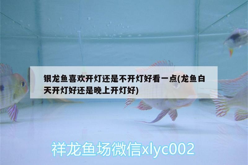 銀龍魚喜歡開燈還是不開燈好看一點(龍魚白天開燈好還是晚上開燈好)
