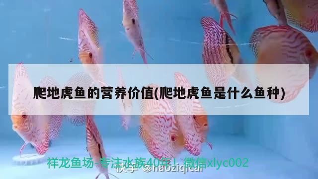 爬地虎魚的營養價值(爬地虎魚是什么魚種)
