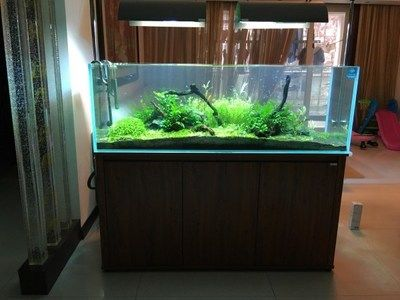 大魚缸怎么開缸：大魚缸開缸一般步驟和注意事項(xiàng)