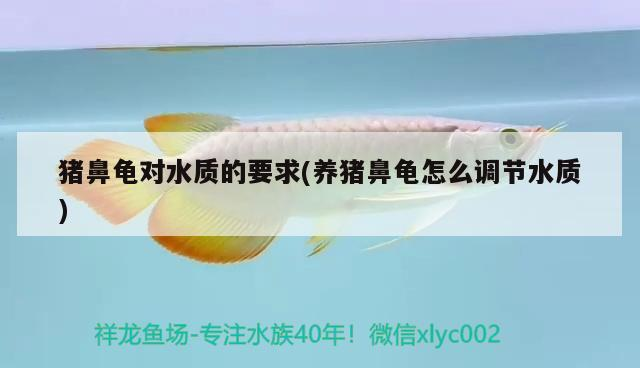 豬鼻龜對水質的要求(養豬鼻龜怎么調節水質)