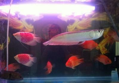 大魚缸混養什么魚好看呢：混養觀賞魚的注意事項