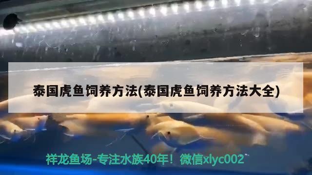 泰國虎魚飼養(yǎng)方法(泰國虎魚飼養(yǎng)方法大全)